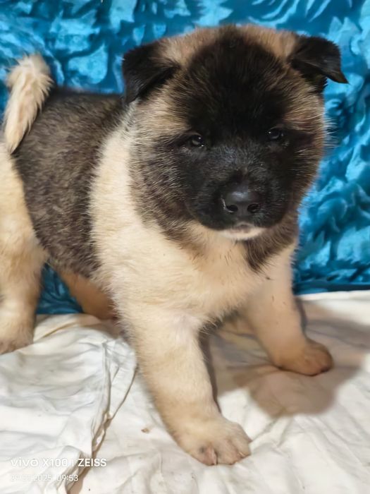 Очаровательные щенки акиты.