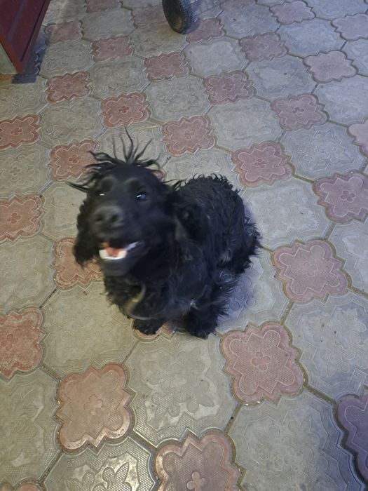 Руский  Спаниель