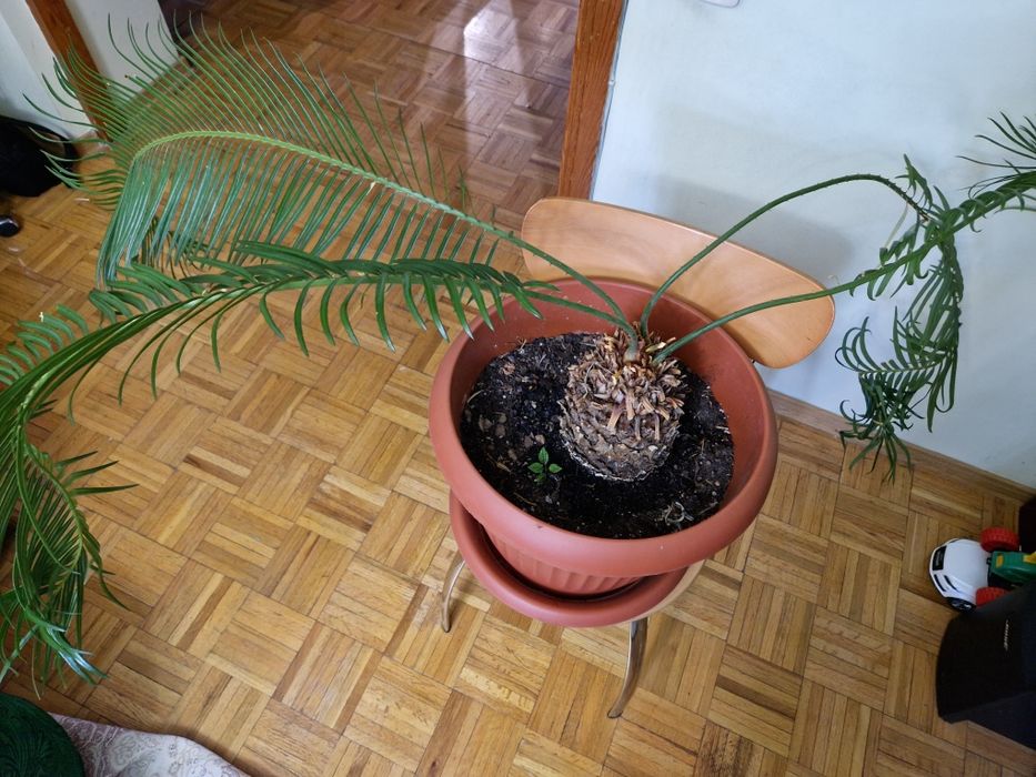 Продам Фикус  Бенджамина