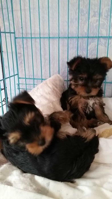 Очаровательные йоркширские щеночки.