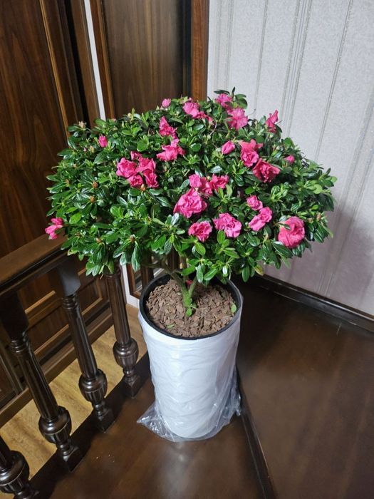 Камеля Азалия лилия
