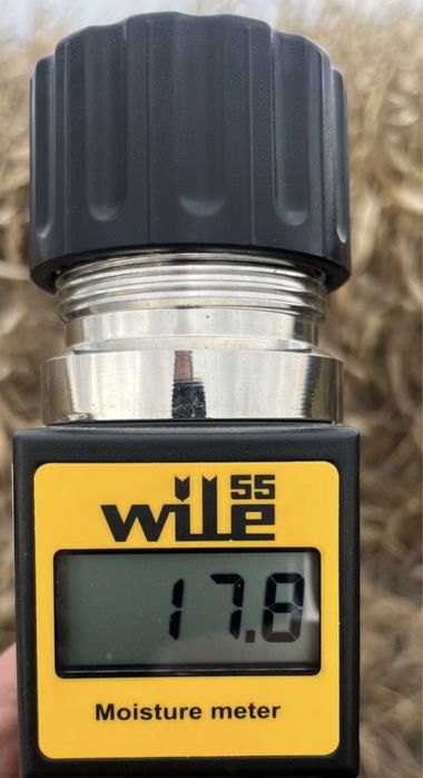 Porumb de vanzare.9 banii