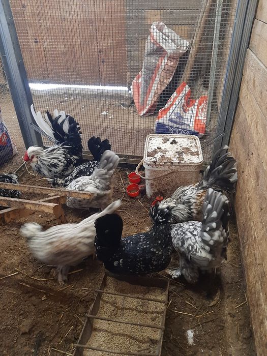 Струмски бантам!