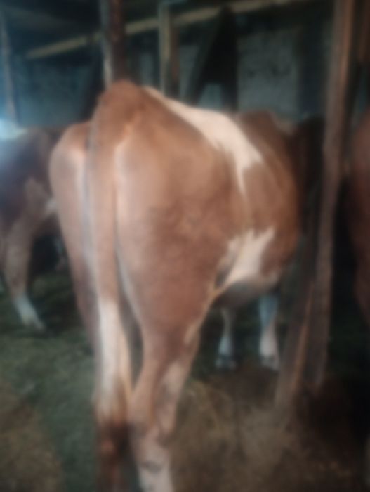 Vând vacă mai multe detalii în privat preț negociabil