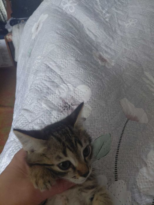 Котята,  1,5 месяца, мальчики, отдам даром