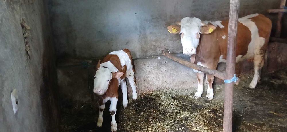Junincă cu vițel