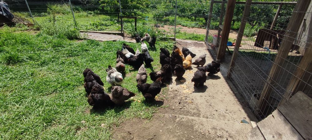 Oua Brahma pt incubat Mihai Viteazu Călărași