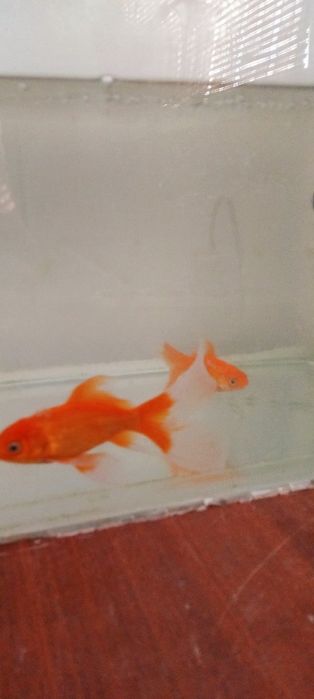 Золотые рыбы здоровье