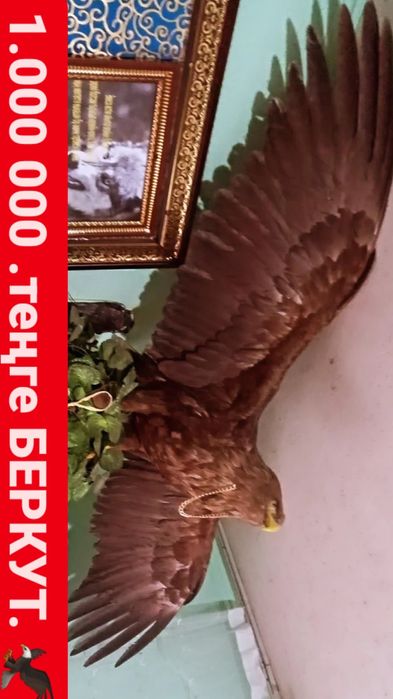 БЕРКУТ очень красиво.