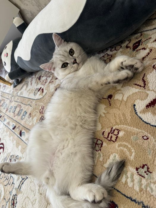 продам кота британ