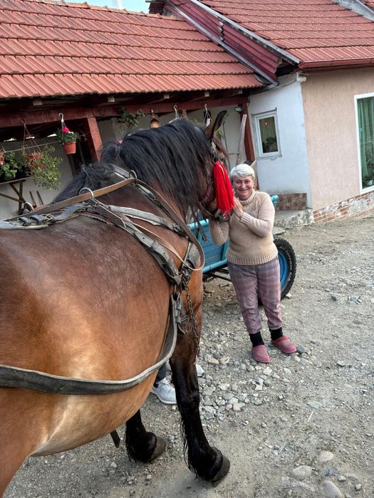Vand Iapa semi grea (Gestanta )