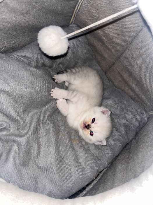 Котята Британские Бронь!