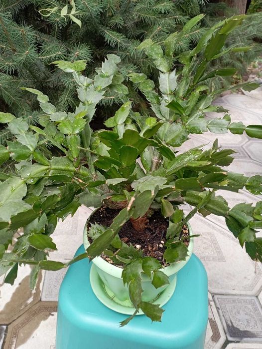 Продам комнатные растения