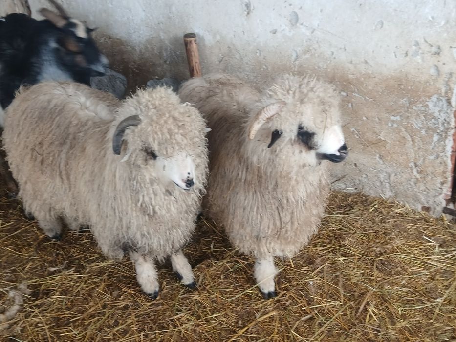 Vand 2 berbecuți de prasila