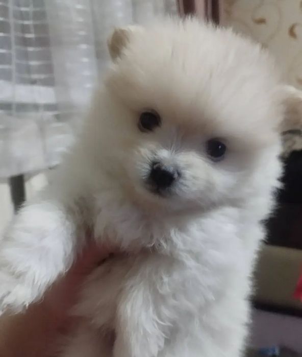 Продам  медвежонка