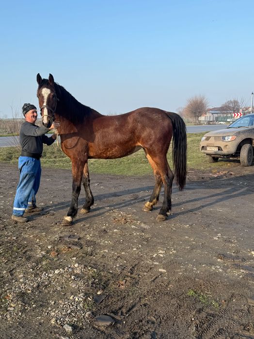 Iapă Kwpn vârstă 2.5 ani