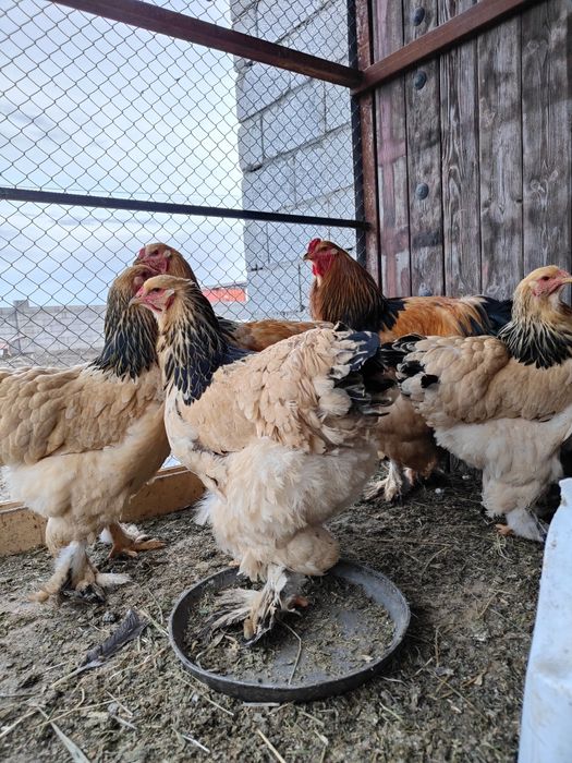 Барам тауықтарды сатамын