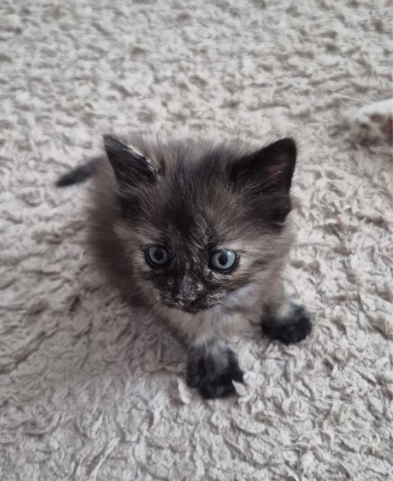 Отдам котенка в добрые руки