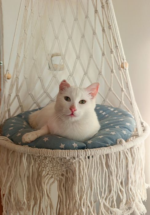 Котенок в ответственные добрые руки