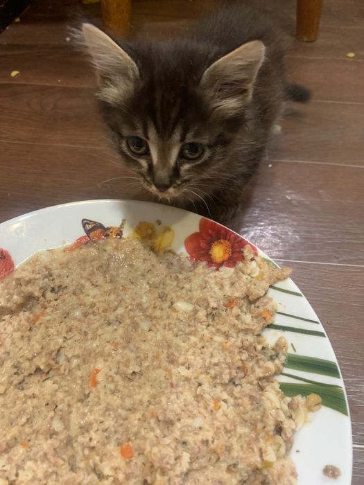 Отдам котят в добрые руки