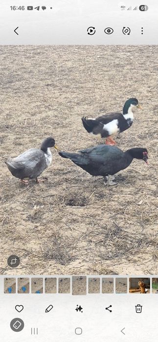 1 индоутка, 2 утки