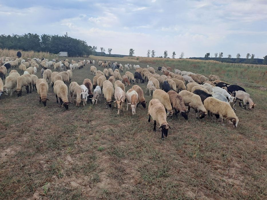 De vânzare Oi și Capre