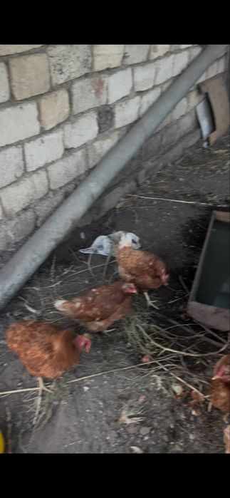 курицы ламан браун пароды продам