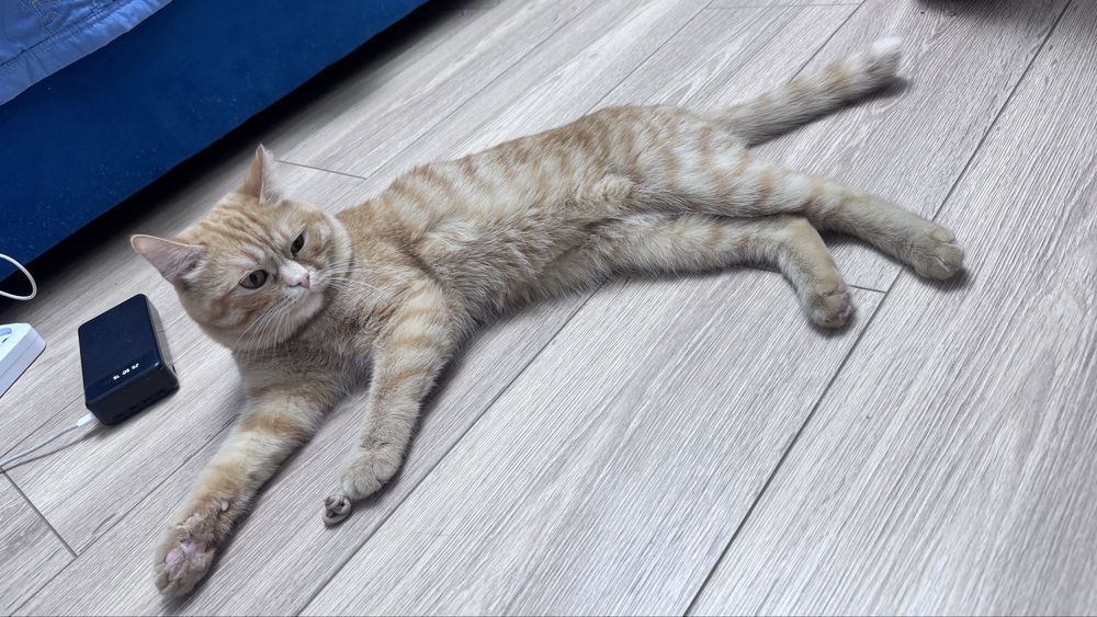 Отдам в добрые руки кота