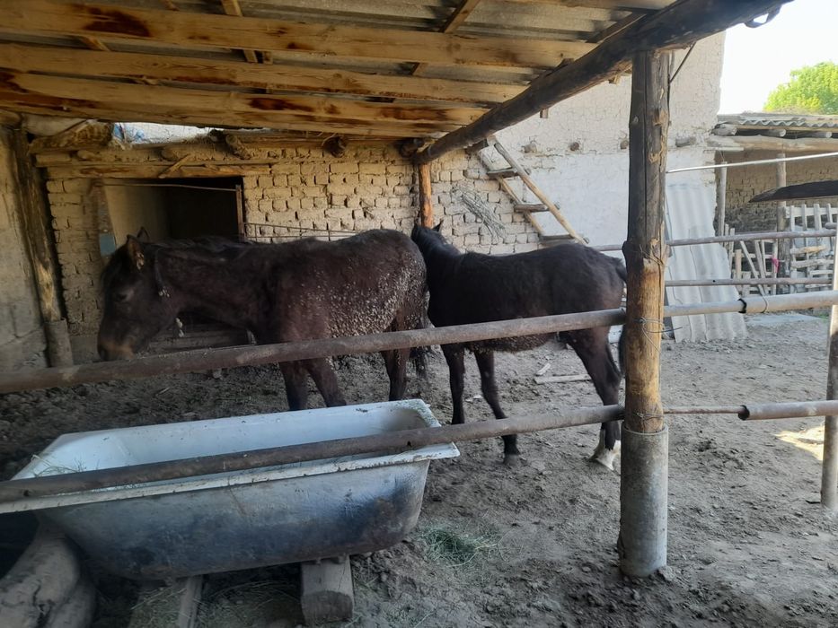 сатылады  1жасар