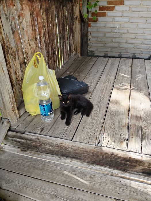 Отдам котенка 2 месяца