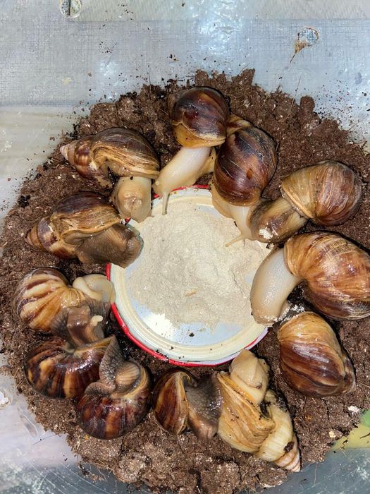 Соглом актив улиткалар бор сотувда