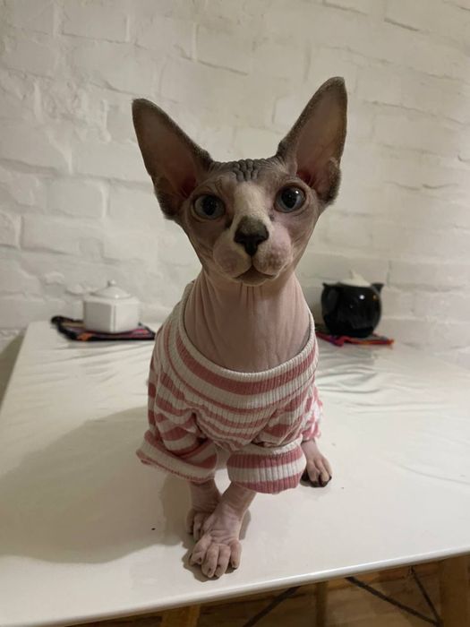 Кошечка Канадский Сфинкс продается