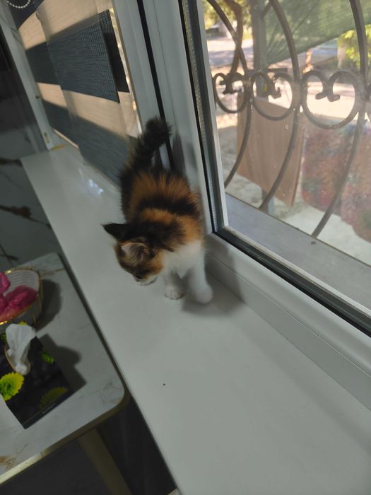 Отдам котят в хорошие руки
