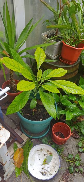 продавам Авокадо, дръвче и други цветя