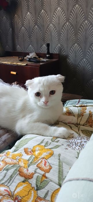 Кошка. Шотландская