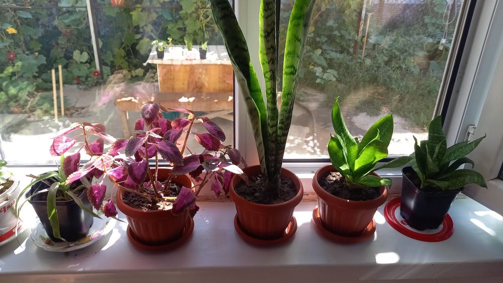 Комнатные цветы 1000