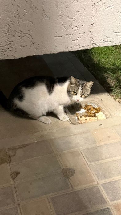 Отдам кота в добрые руки