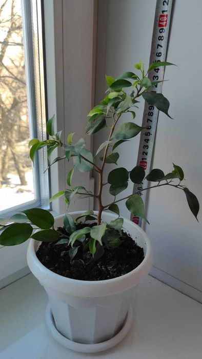 Фикус Бенджамина (Ficus benjamina)