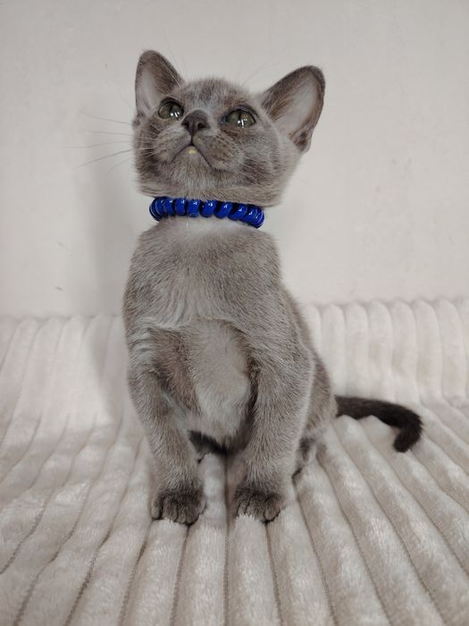 Европейская бурма