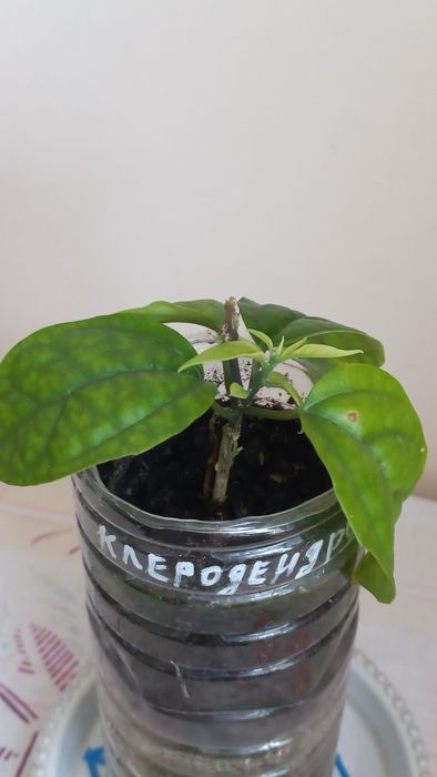 Продам Клеродендрум