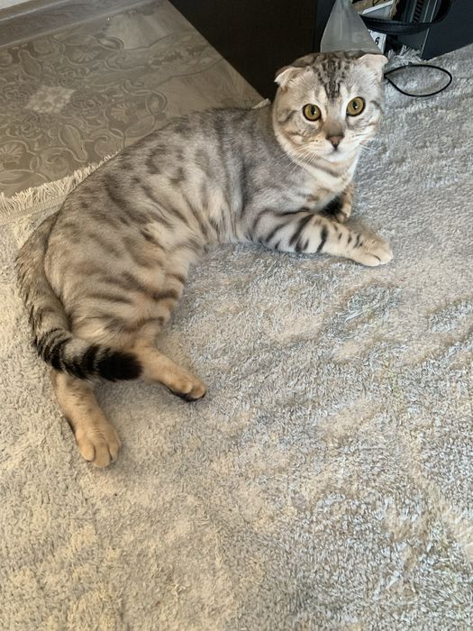 Кот ищет кошку для вязки