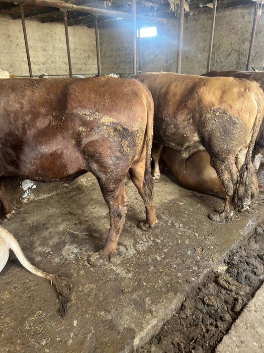 Ак бас Бука 8 бас