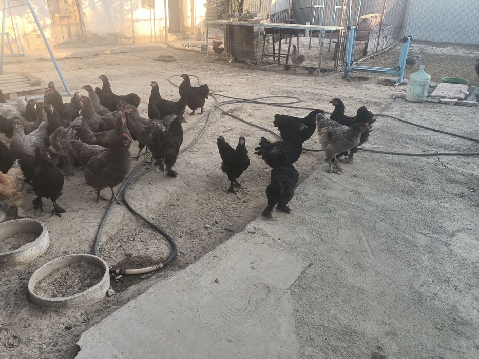 Сипляти Джержински