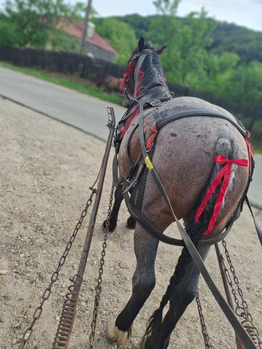 Cârlan de vanzare 3 ani și mânzat de 7 luni