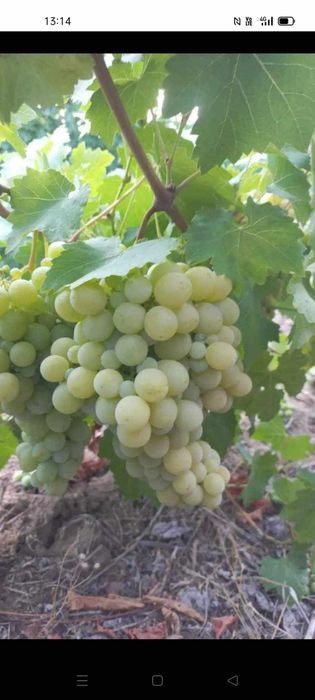 Butași de vita de vie de anul 3