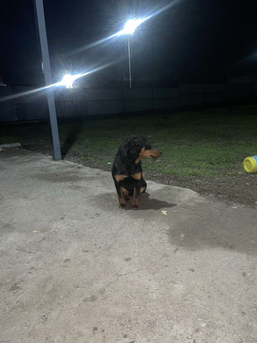 Немецкий ягтерьер