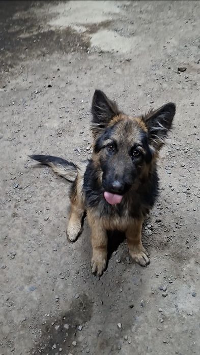 Щенок Немецкий Овчарка девочка