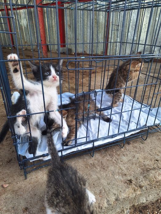 Продам котят в добрые руки