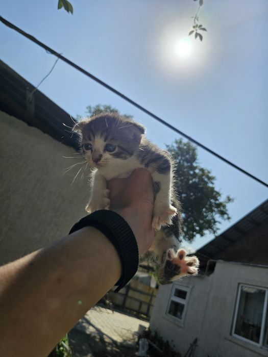 4 котят пол пока не всех знаю