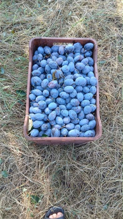Prune pentru țuică – dulci și bine coapte